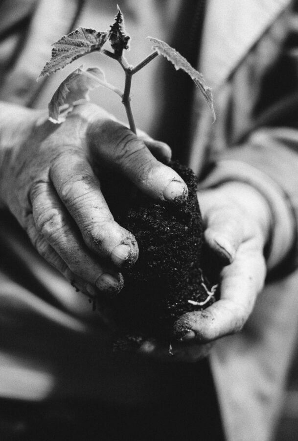 Grayscale photo of hands holding a small plant seedling, symbolizing growth and farming