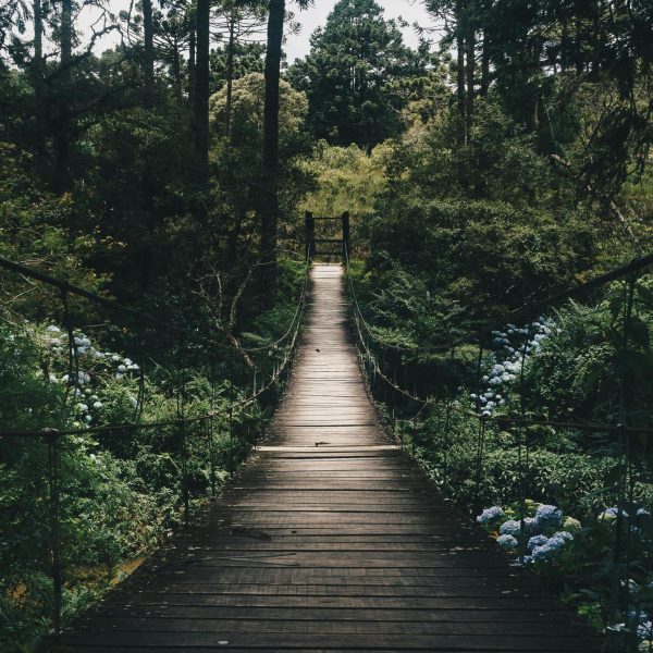 Experience tranquility on a wooden bridge surrounded by lush greenery in a peaceful forest setting.